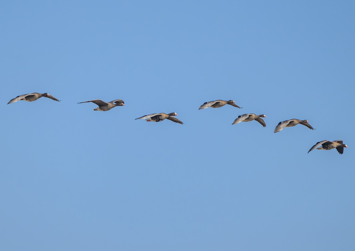 小白額雁 - ML646788232