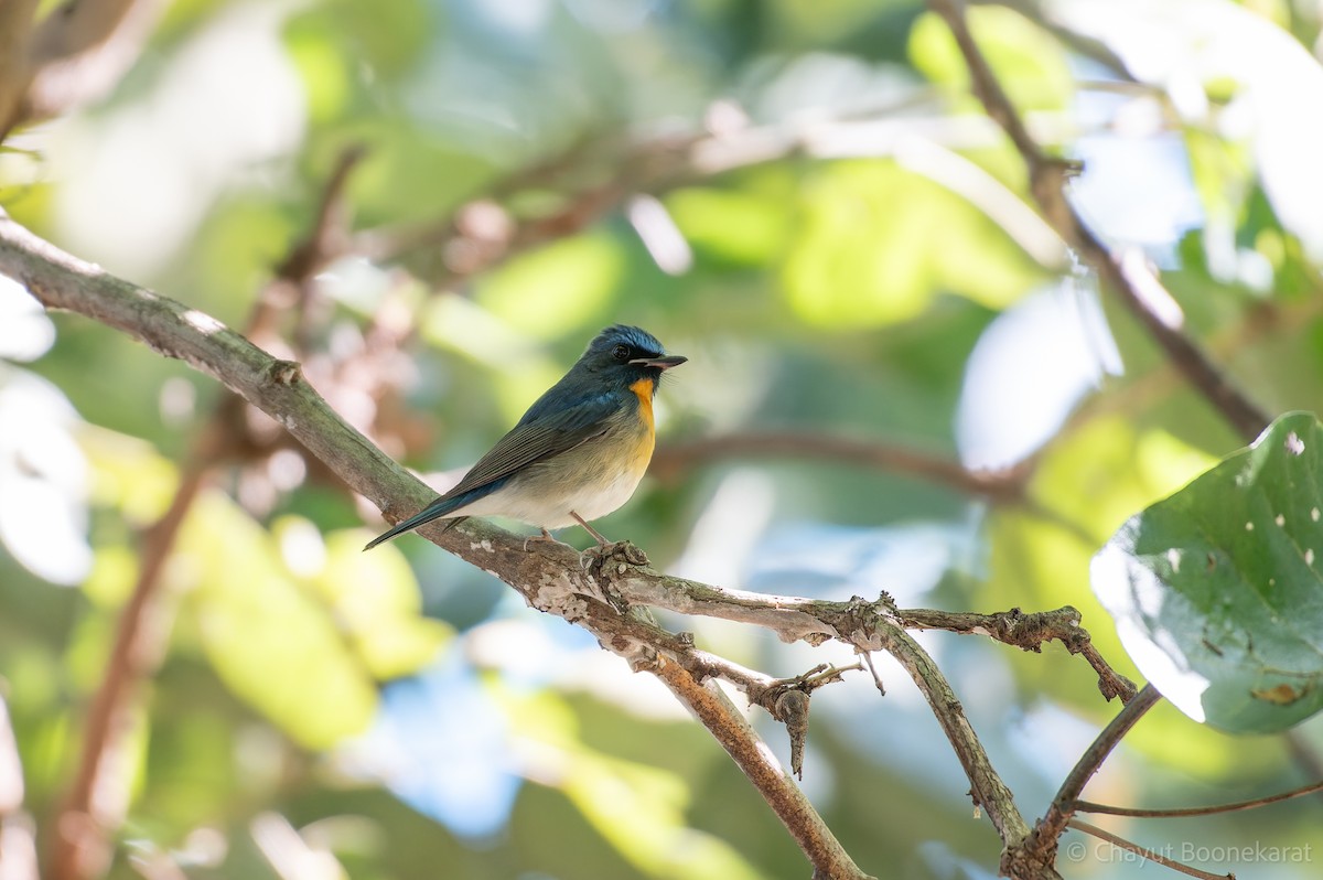 中華藍仙鶲 - ML646788233