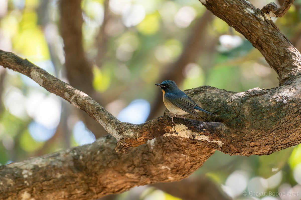 中華藍仙鶲 - ML646788234