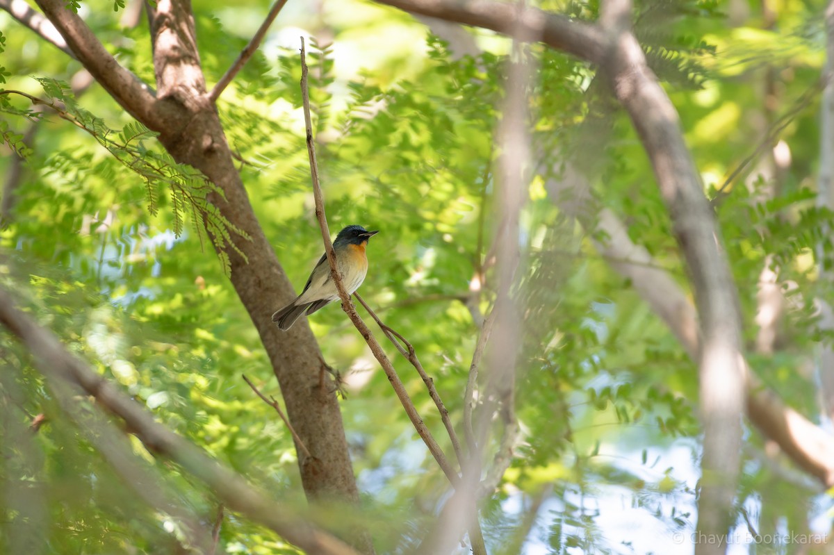 中華藍仙鶲 - ML646788235