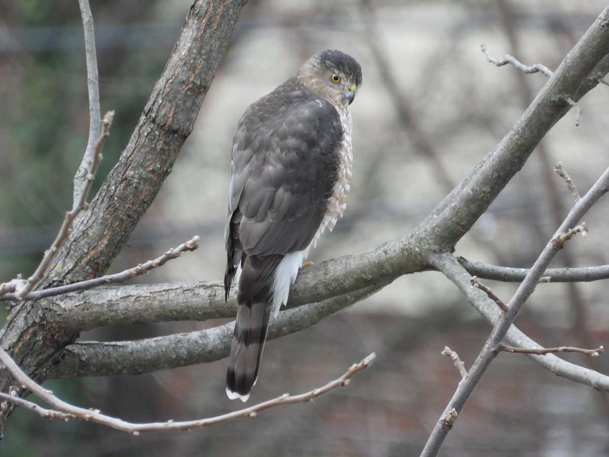 Cooper's Hawk - ML646788236