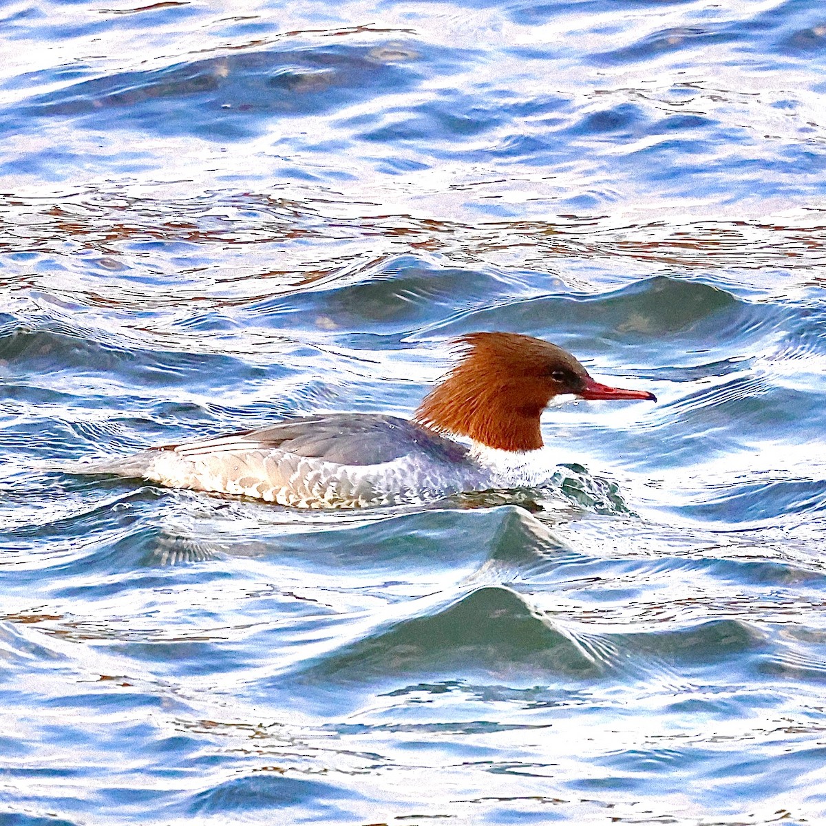 川秋沙 - ML646788237