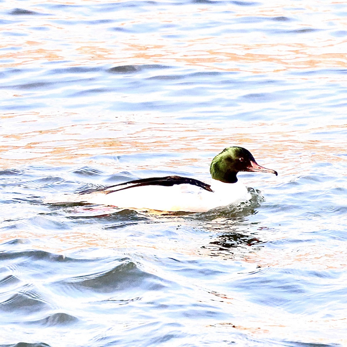 川秋沙 - ML646788238