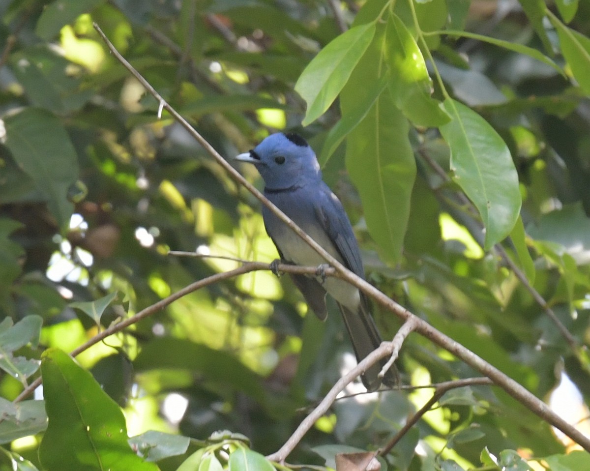 黑枕藍鶲 - ML646788240