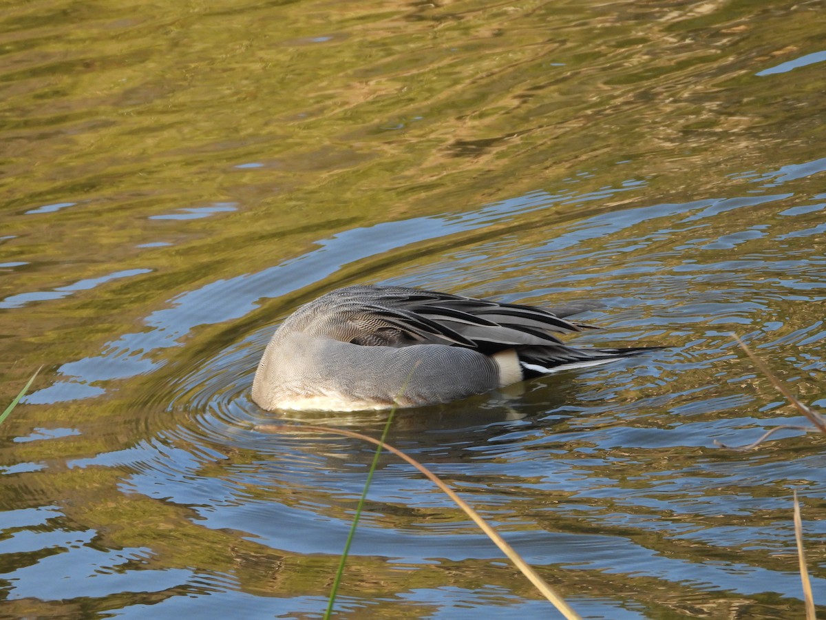 尖尾鴨 - ML646788241