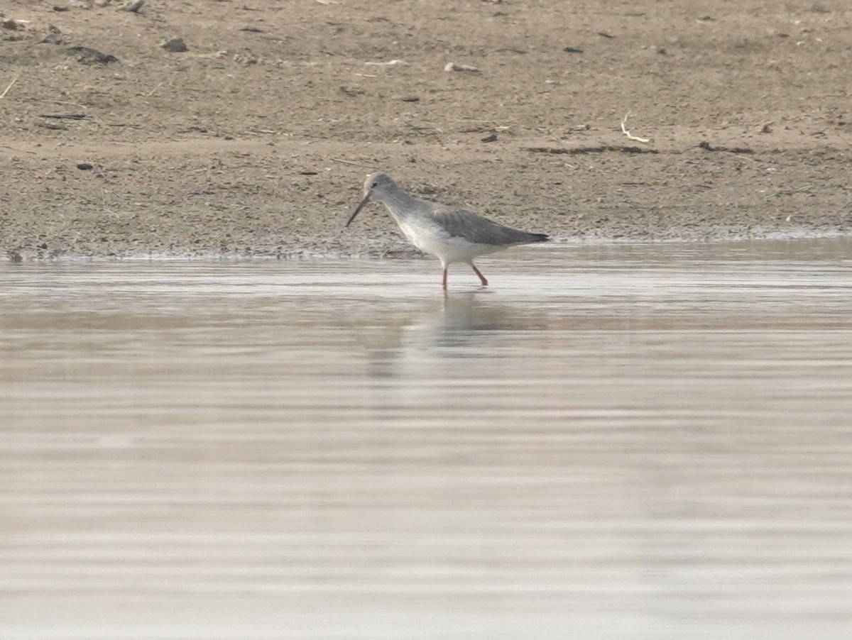 鶴鷸 - ML646788242