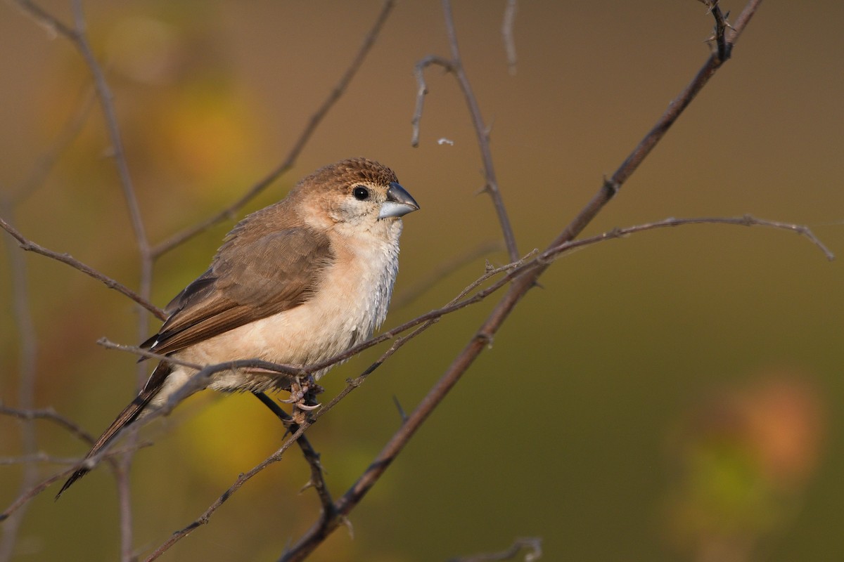 Сріблодзьоб індійський - ML646788244
