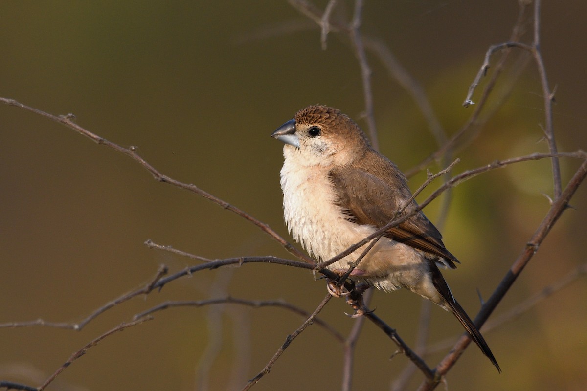 白喉文鳥 - ML646788245