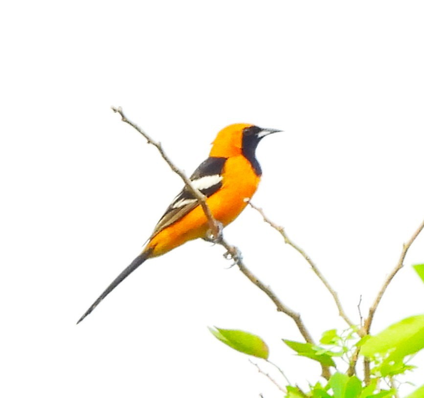 Hooded Oriole - ML646788246