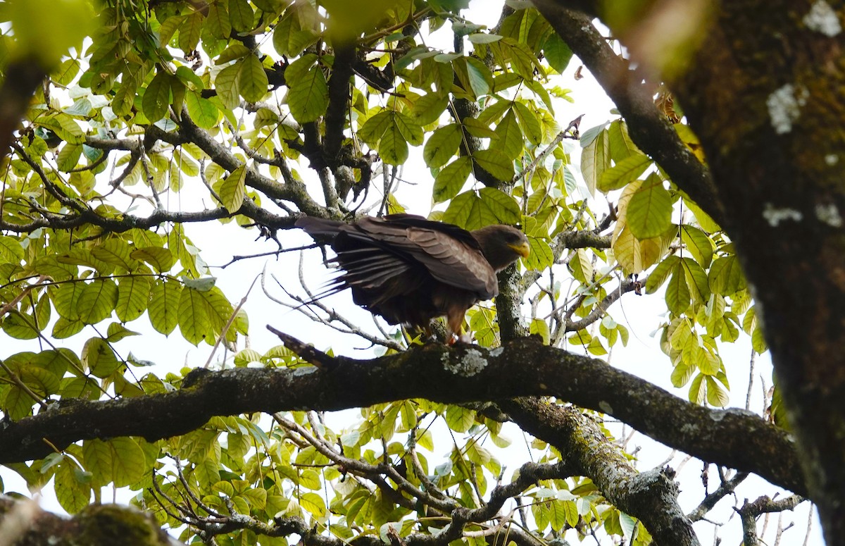 黑鳶 - ML646788247