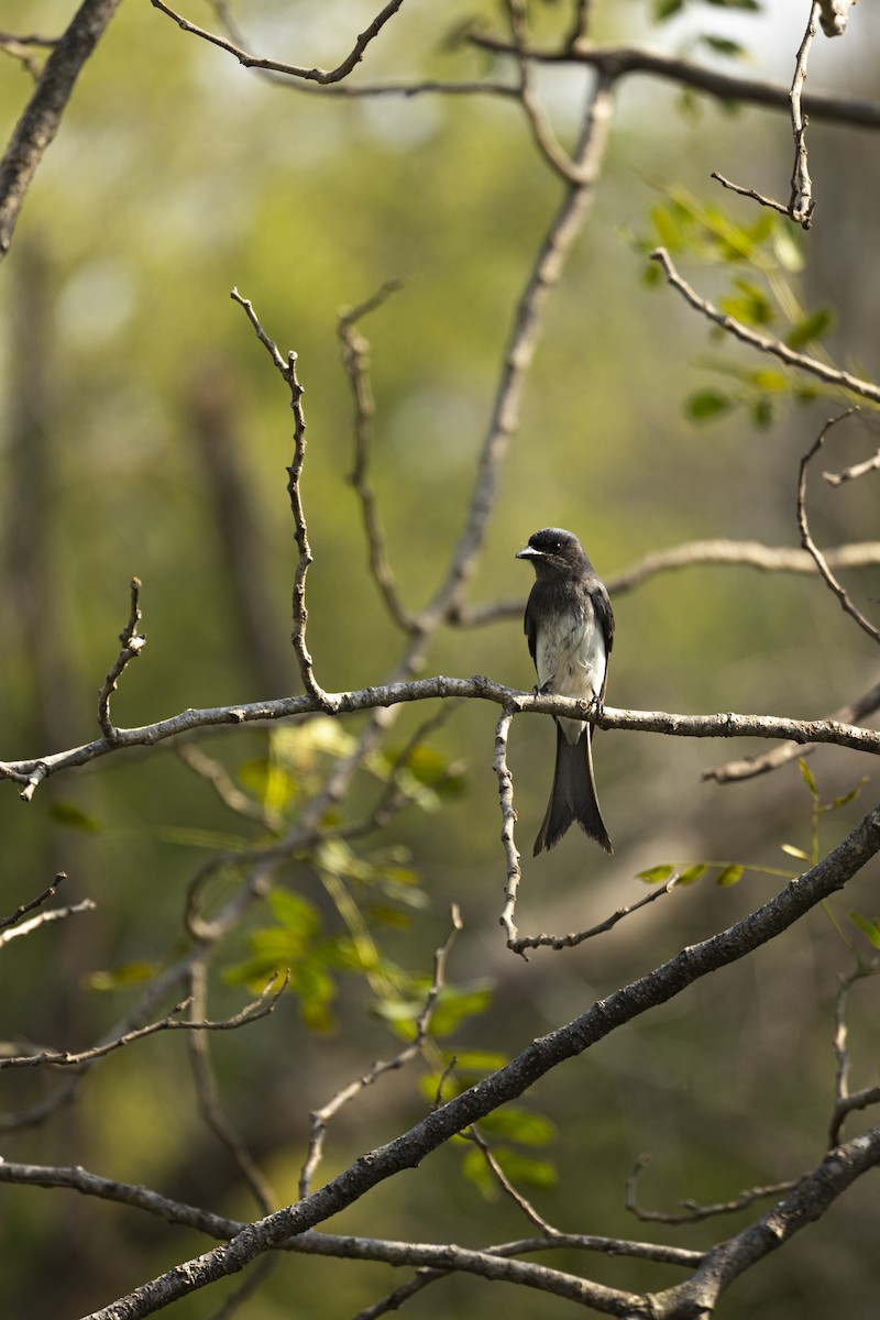 White-bellied Drongo - ML646788249