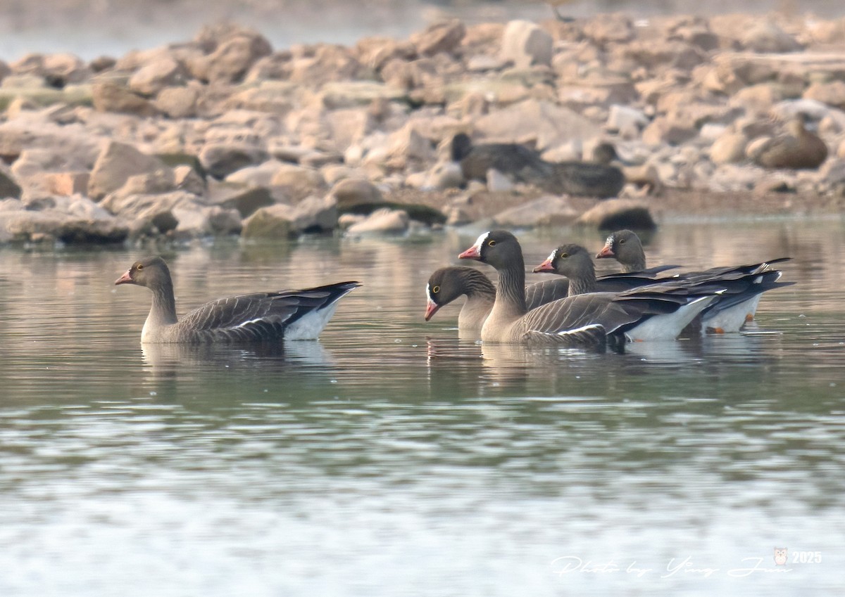 Zwerggans - ML646788250