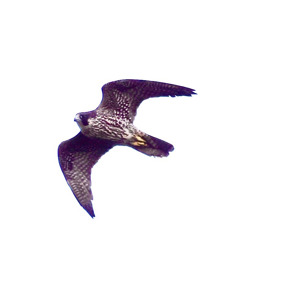 遊隼 - ML646788254