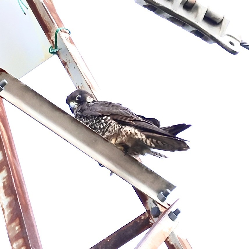 遊隼 - ML646788255