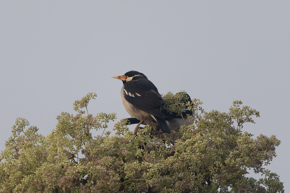 Indian Pied Starling - ML646788257