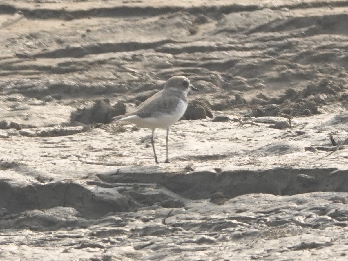 小環頸鴴 - ML646788259