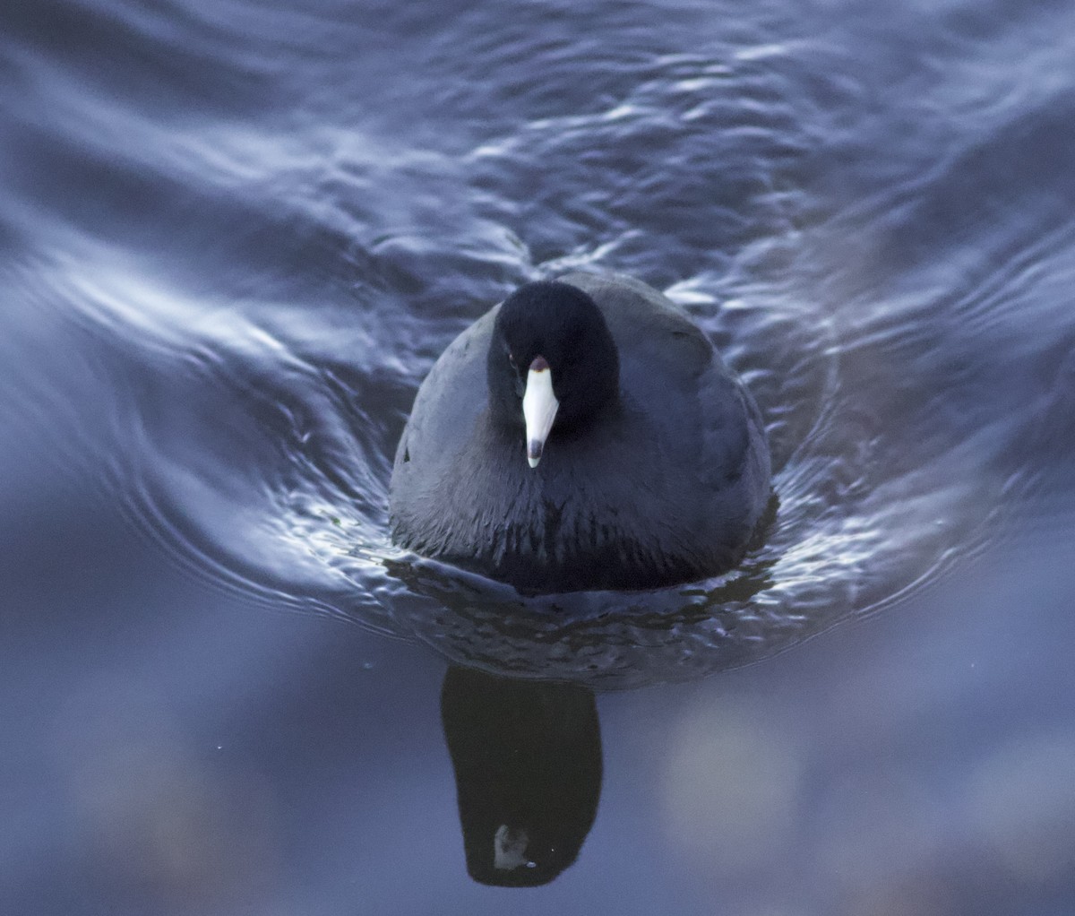 Focha Americana - ML646788260