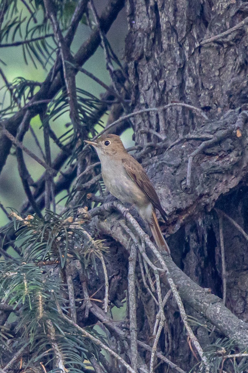 Rusty-tailed Flycatcher - ML646788261