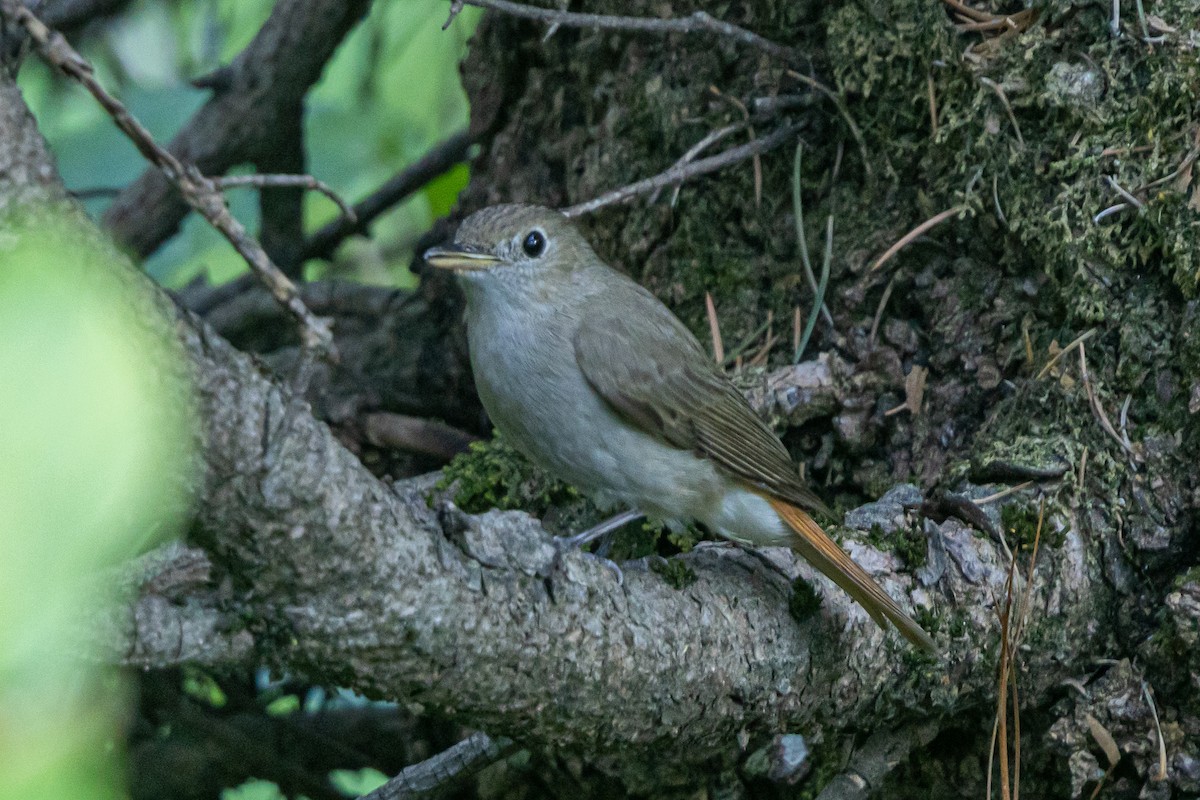 Rusty-tailed Flycatcher - ML646788262