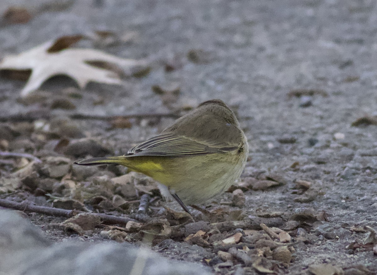 Reinita Palmera - ML646788265