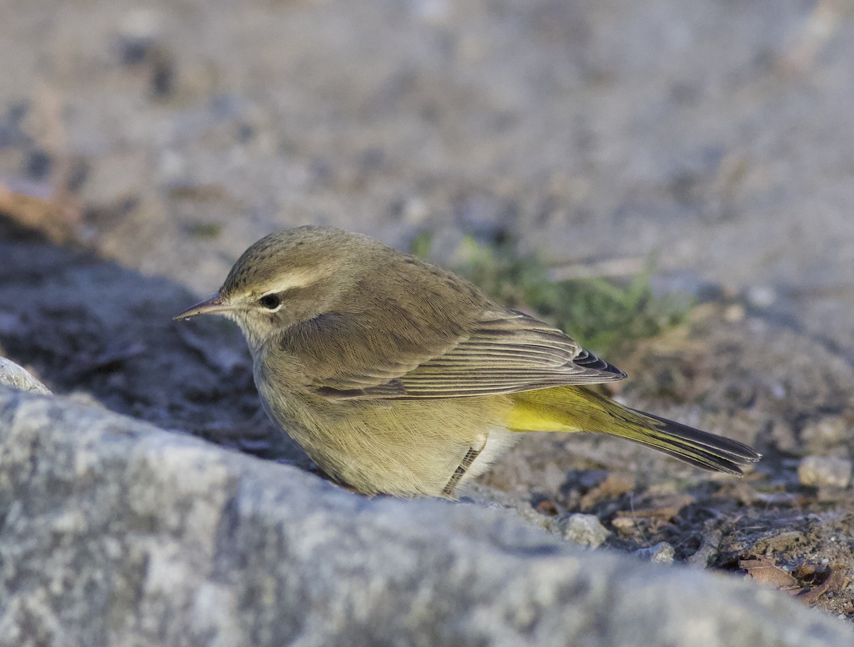 Reinita Palmera - ML646788266