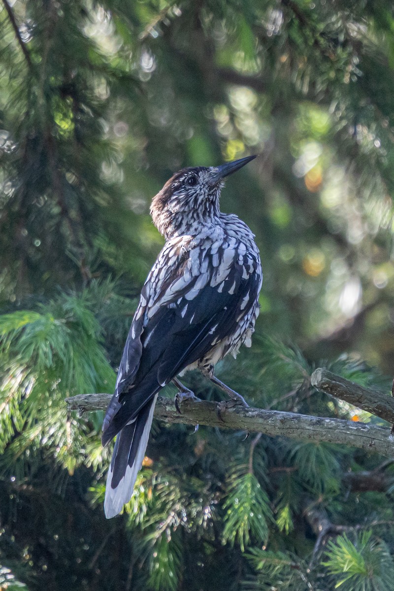 Kashmir Nutcracker - ML646788269