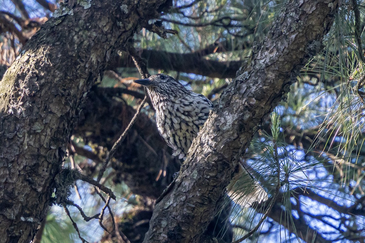 Kashmir Nutcracker - ML646788270