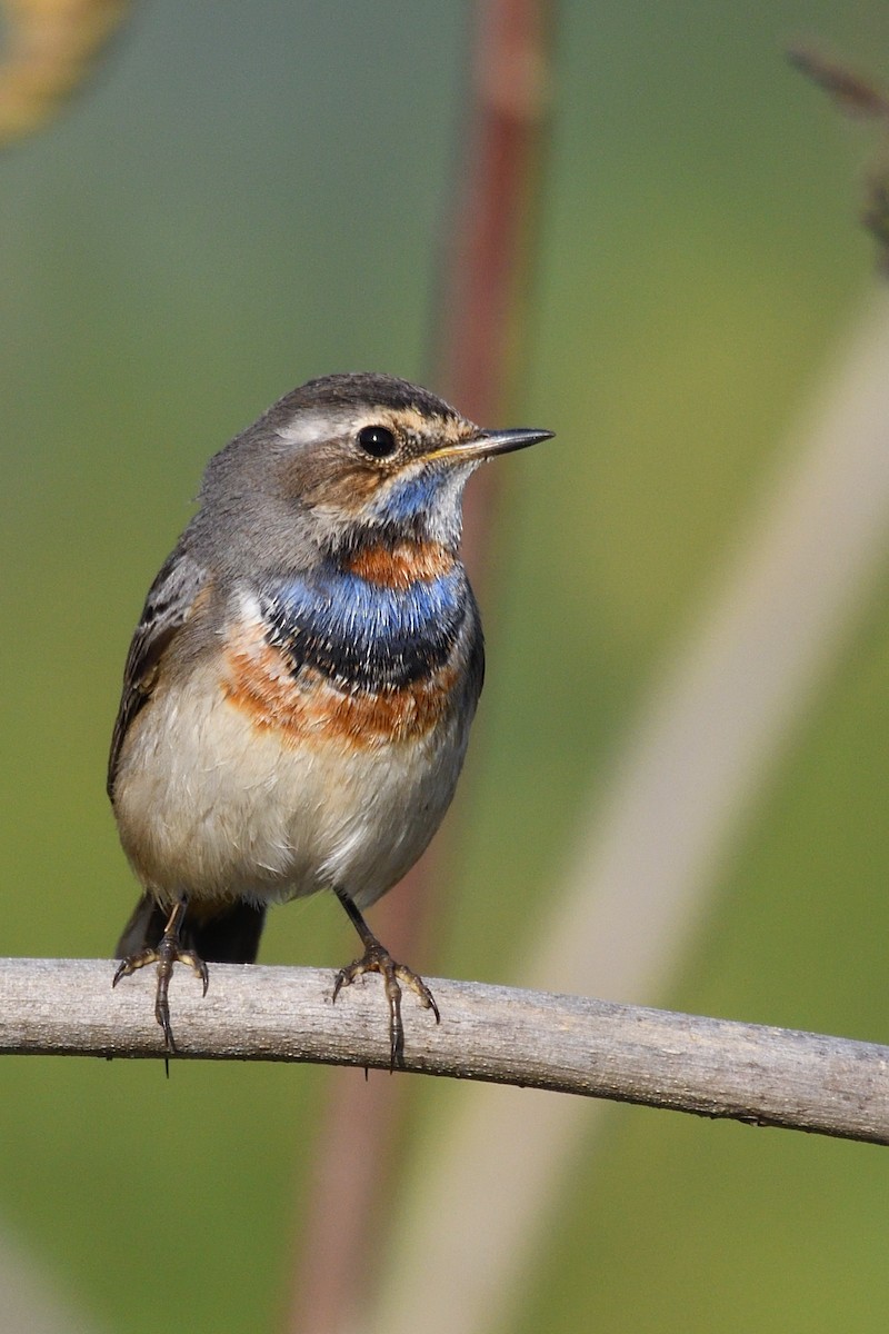 Синьошийка - ML646788271