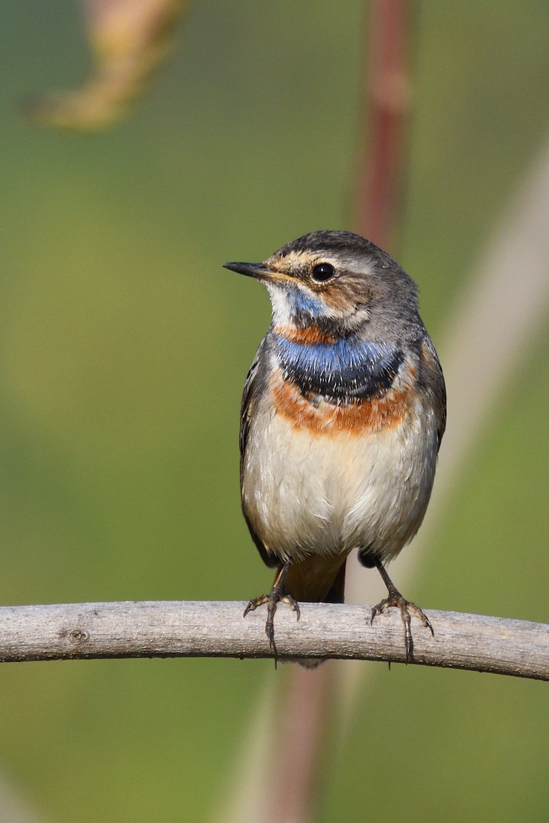 Синьошийка - ML646788272