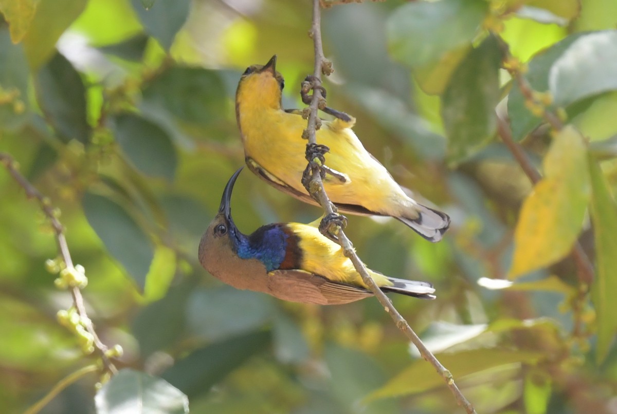 Ornate Sunbird - ML646788274