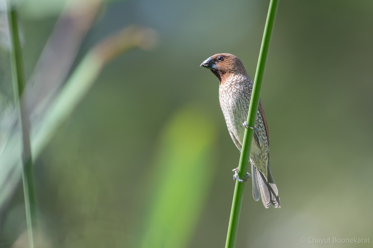panenka muškátová - ML646788275