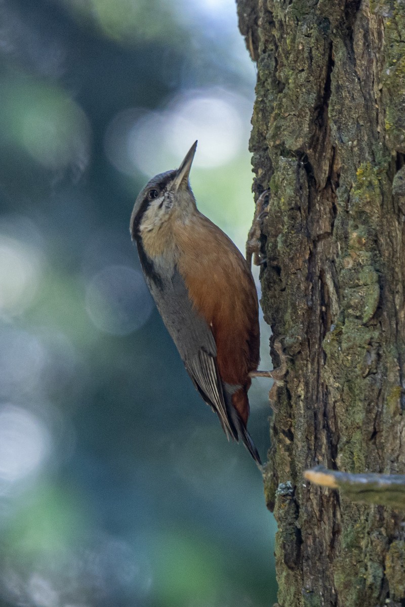 Kashmir Nuthatch - ML646788277