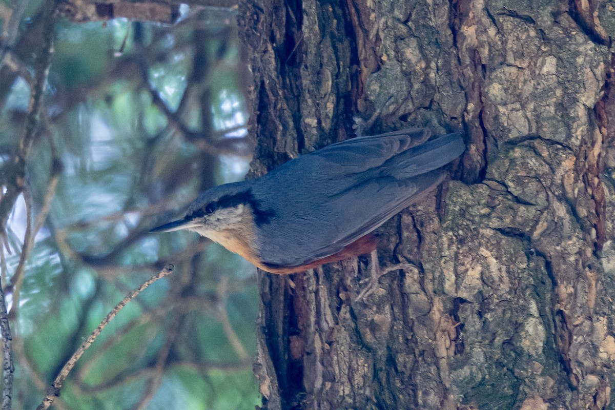 Kashmir Nuthatch - ML646788278