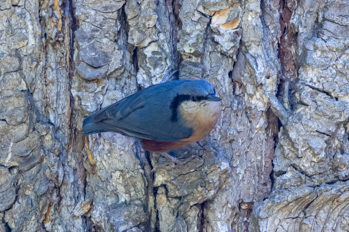 Kashmir Nuthatch - ML646788279