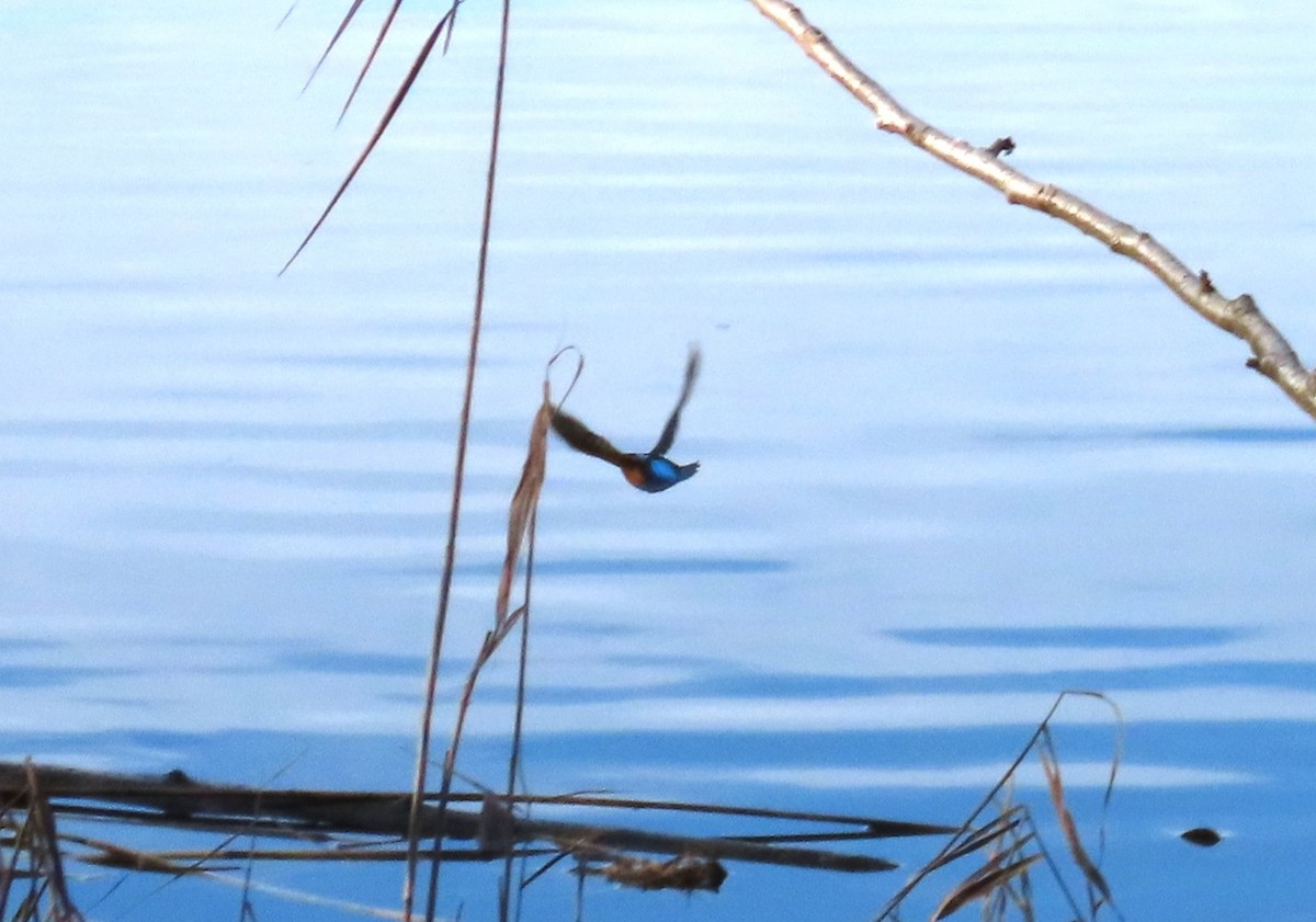 Eisvogel - ML646788280