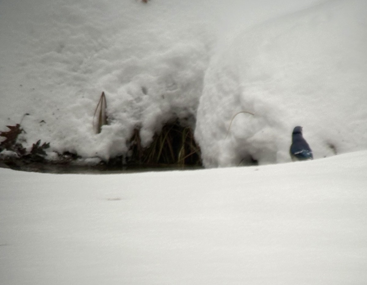 Blue Jay - ML646788281