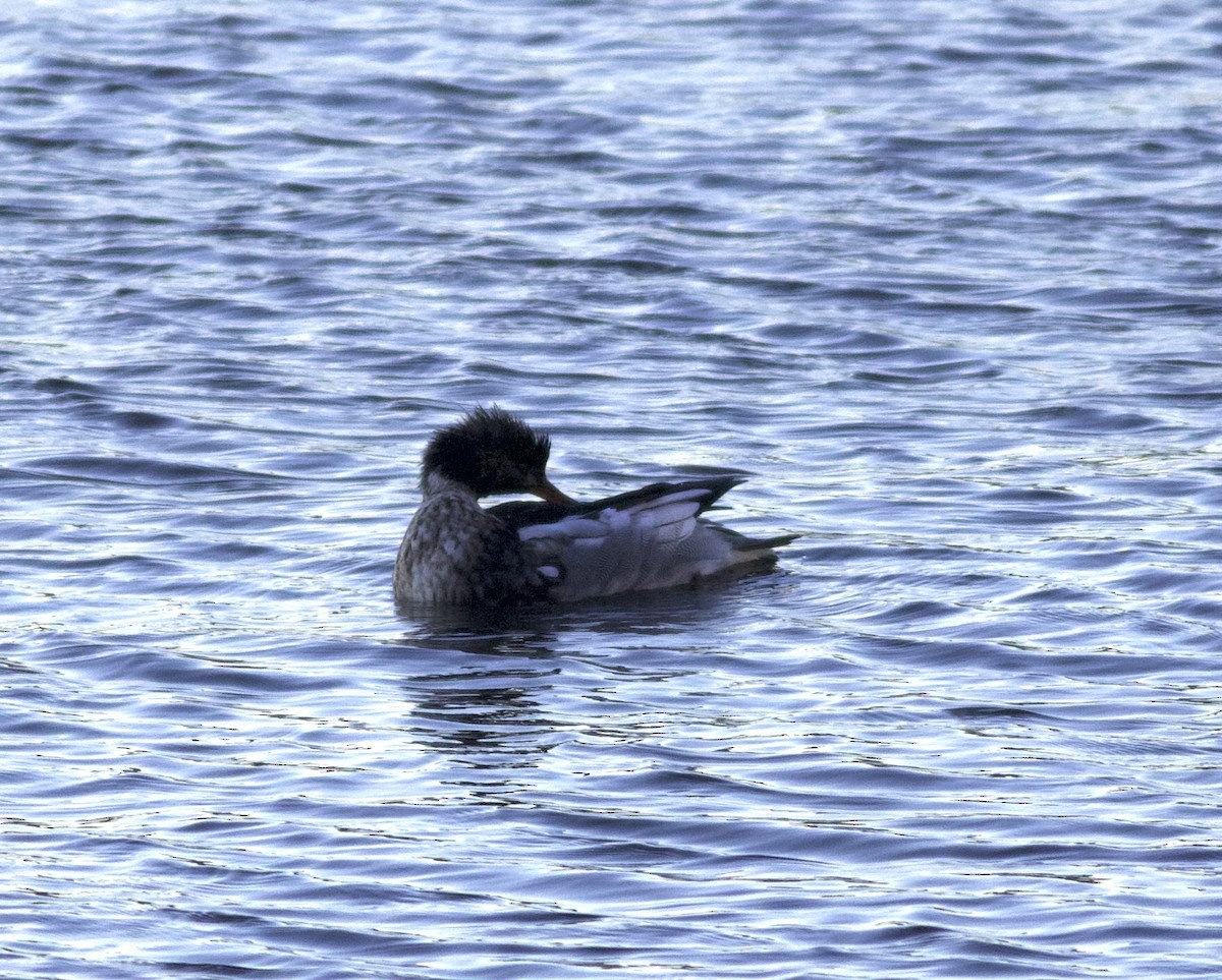 Serreta Mediana - ML646788282