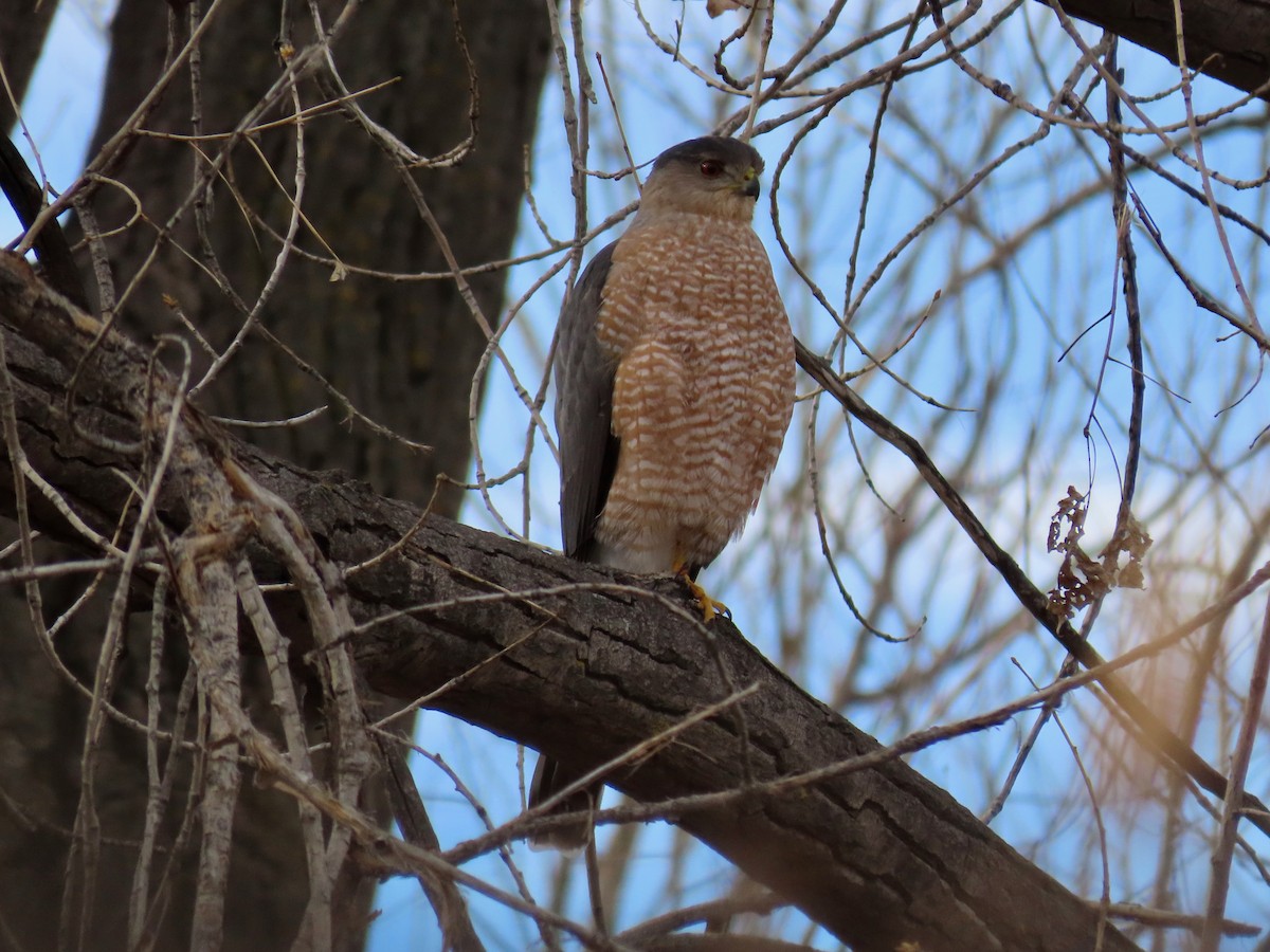 Cooper's Hawk - ML646788283