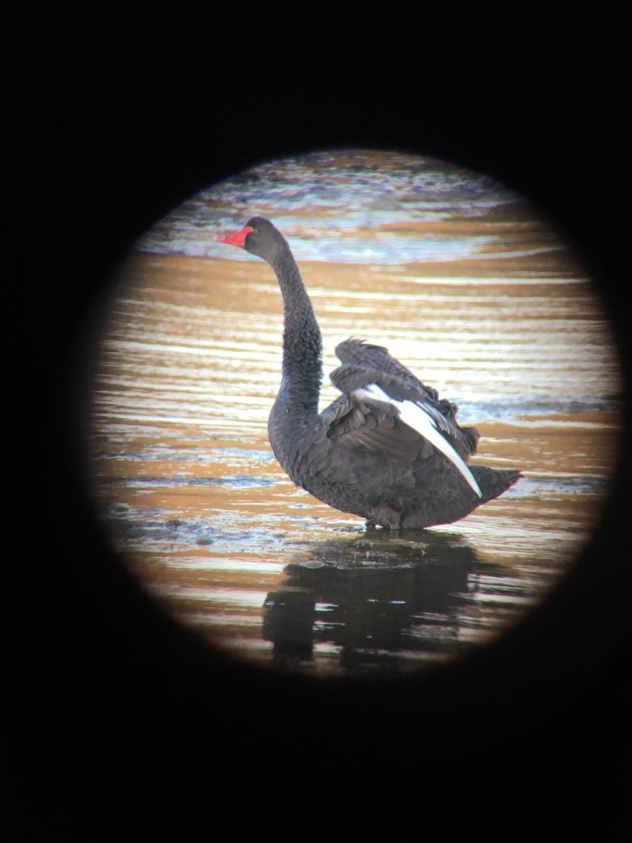 Black Swan - ML646788284