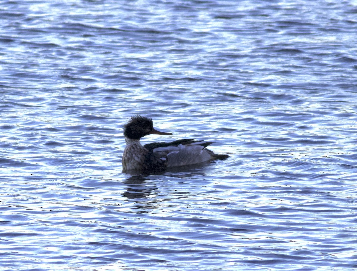 Serreta Mediana - ML646788285