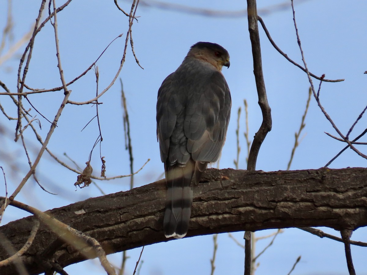 Cooper's Hawk - ML646788287
