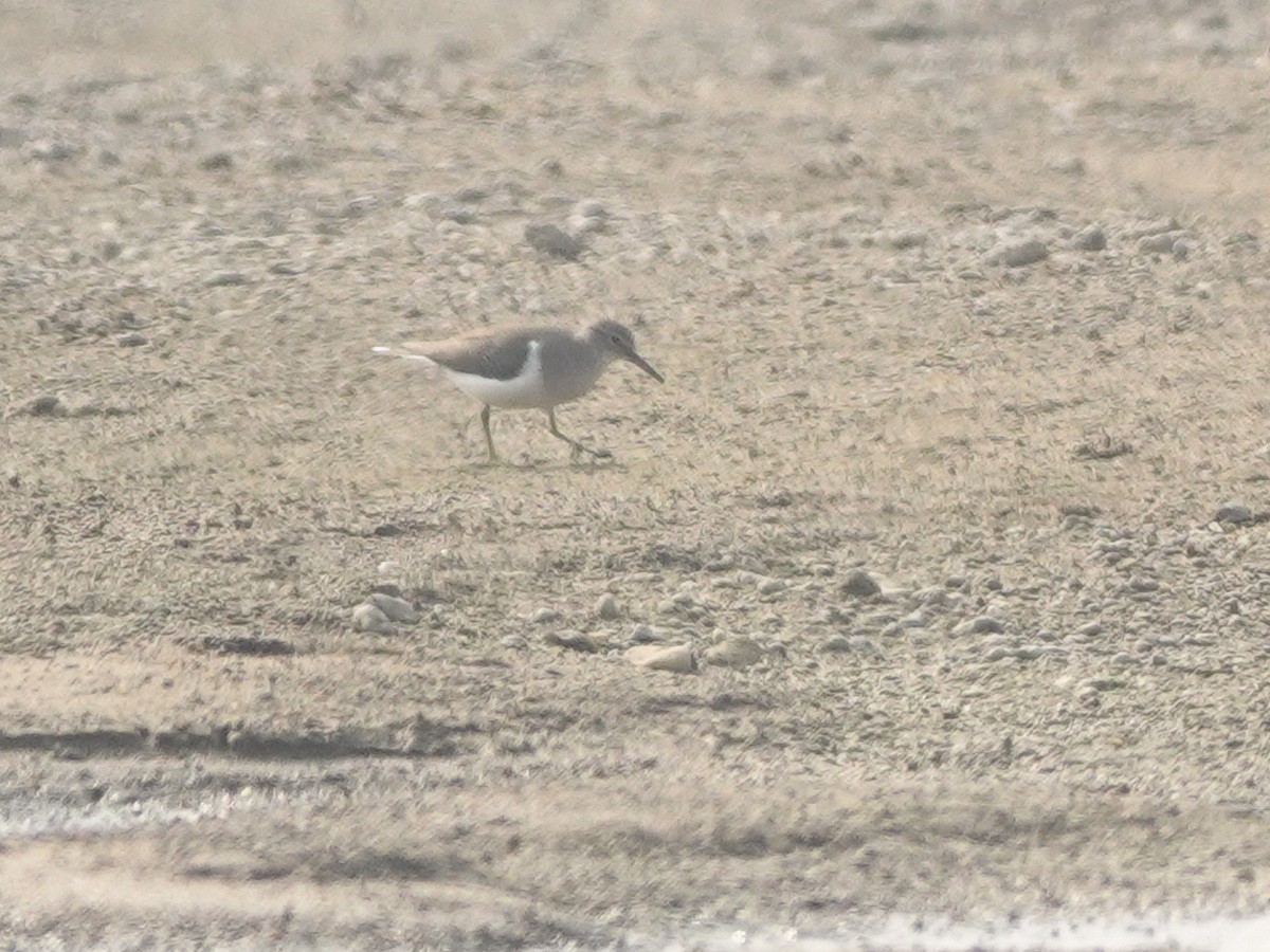 Common Sandpiper - ML646788288