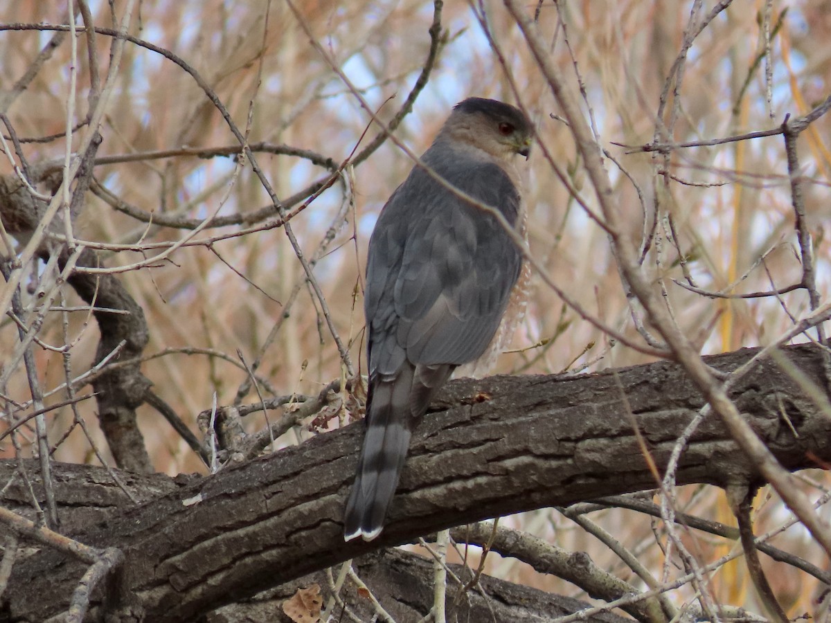 Cooper's Hawk - ML646788289