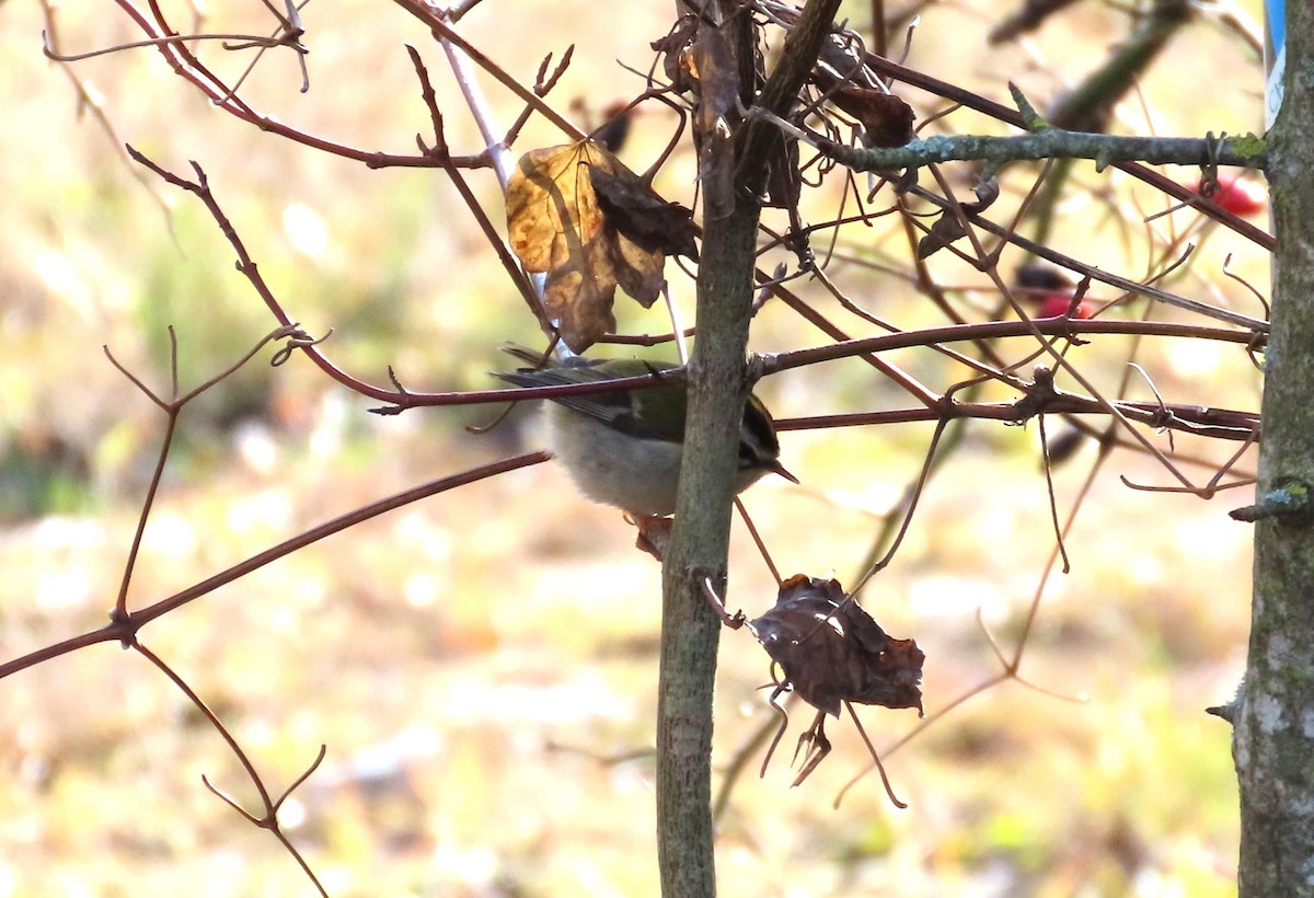 Sommergoldhähnchen - ML646788292