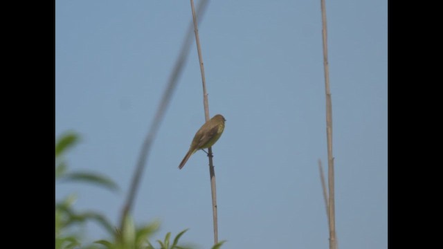 Ticking Doradito - ML646788293