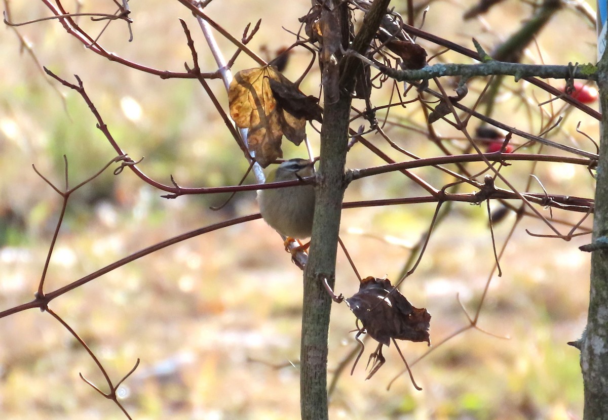 Sommergoldhähnchen - ML646788294