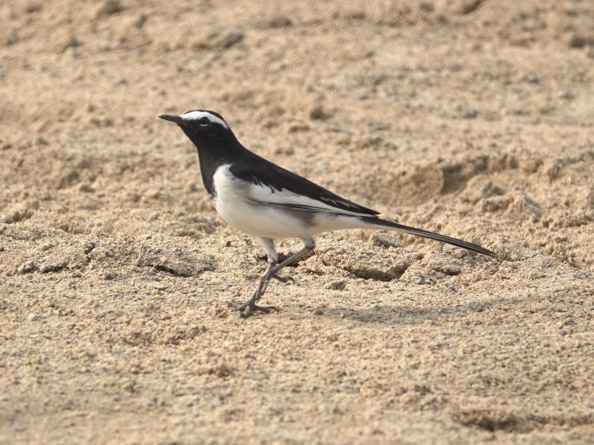 White-browed Wagtail - ML646788298