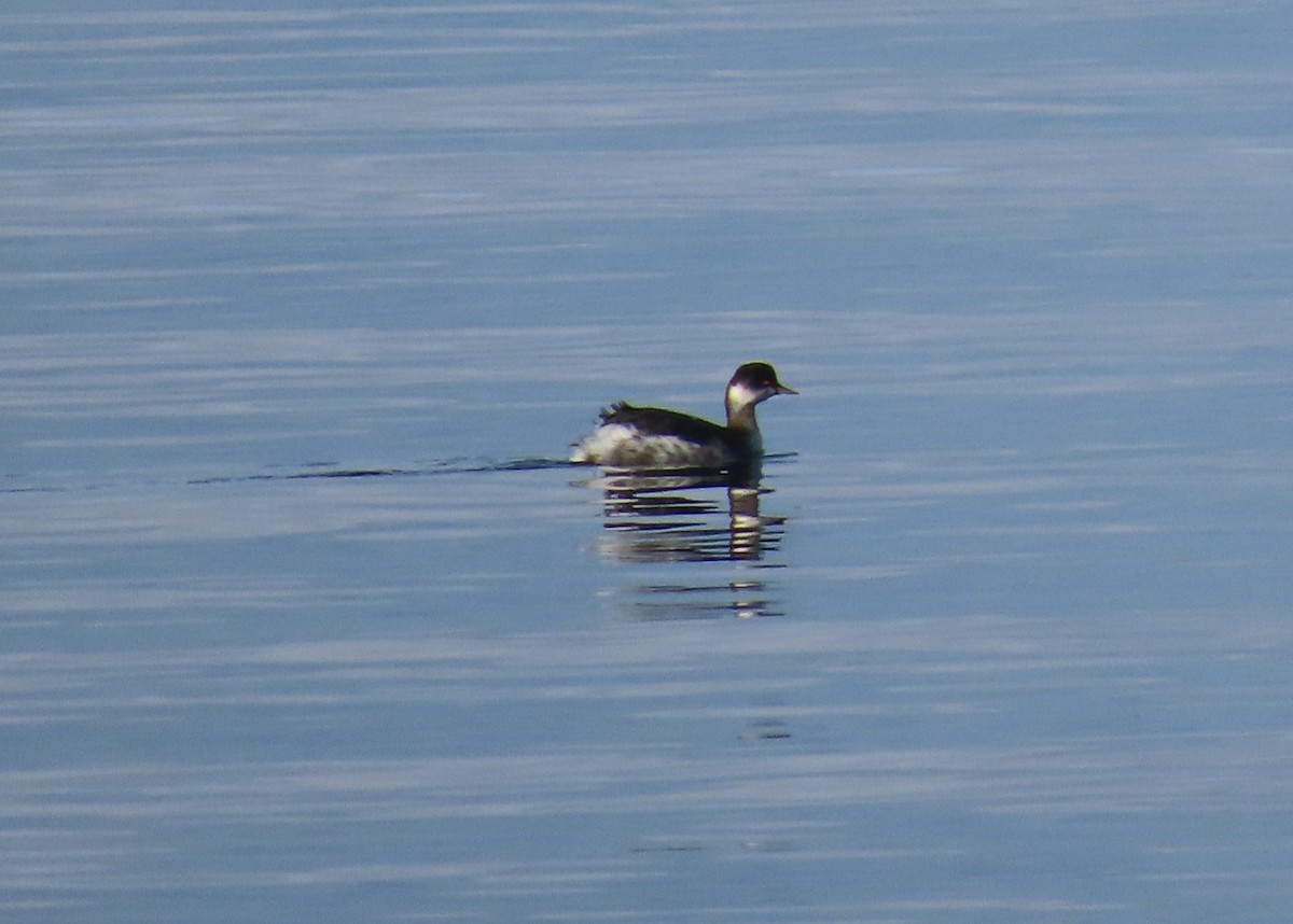 Schwarzhalstaucher - ML646788299