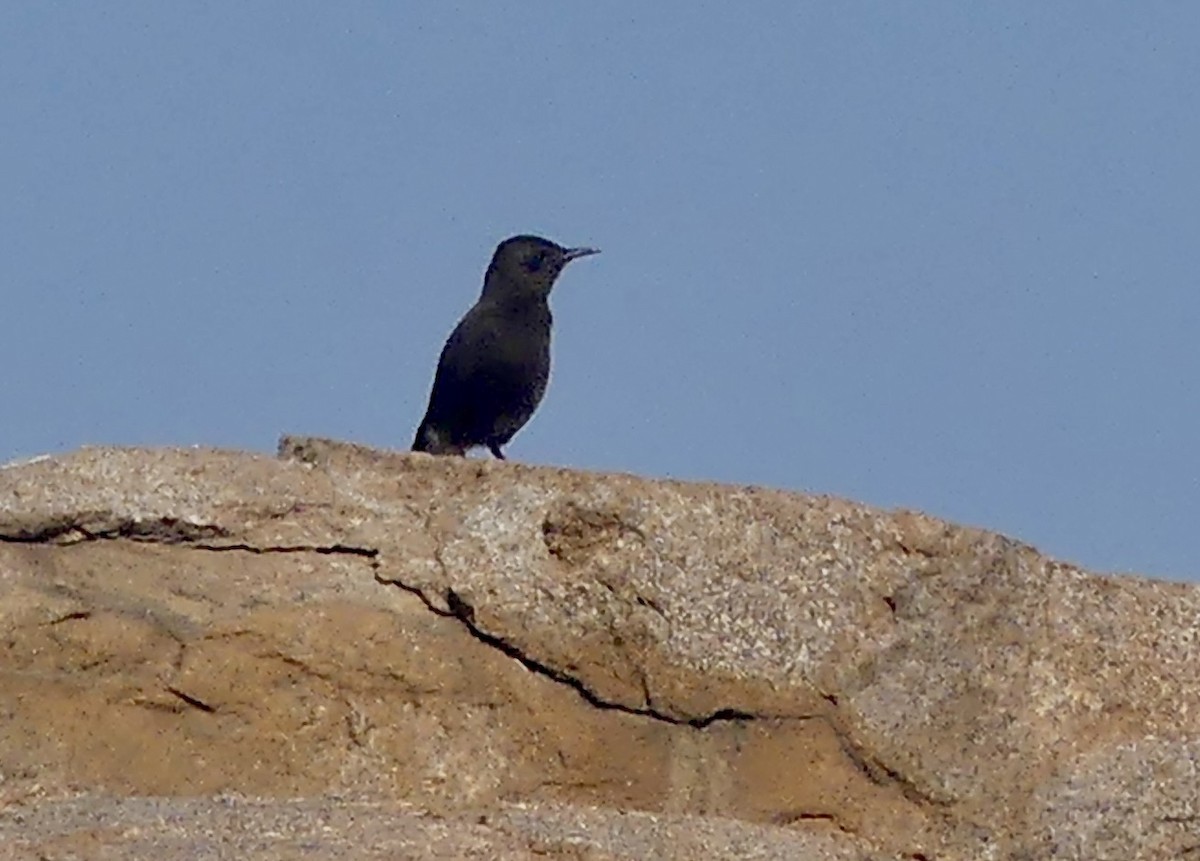 Mountain Chat - ML646788301