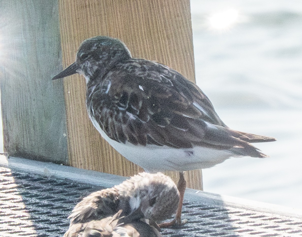 Ruddy Turnstone - ML646788302